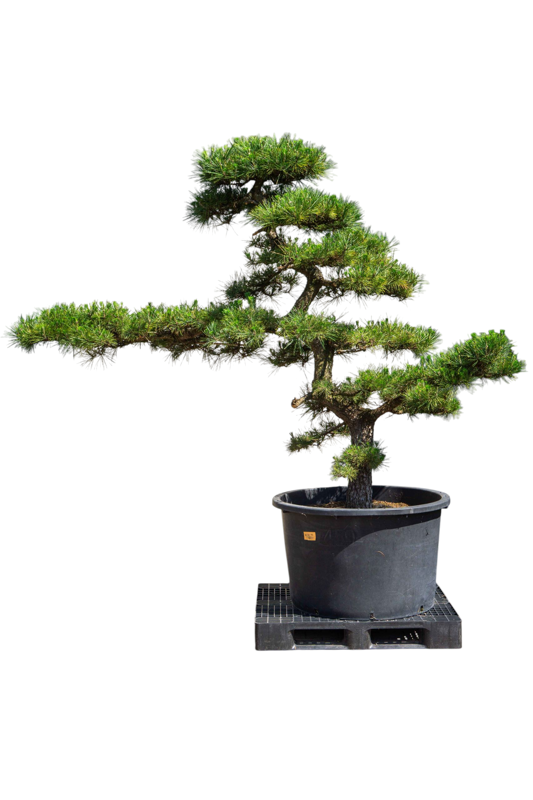 bonsai.fallbackImageTitle bonsai.fallbackImageTitle