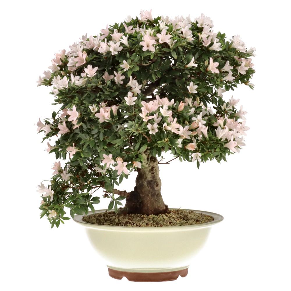 Jap. Azalee, ca. 25 J. (57 cm)