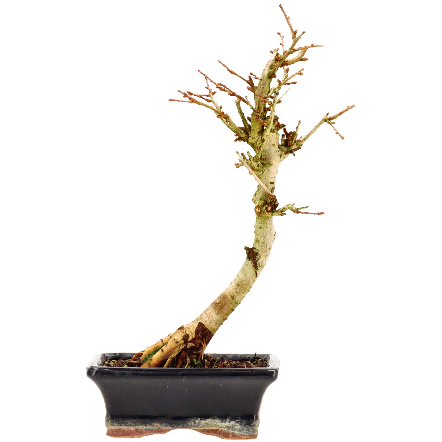 Golden Larch, approx. 7 y. (29 cm)