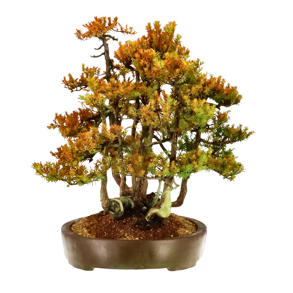 bonsai.fallbackImageTitle bonsai.fallbackImageTitle