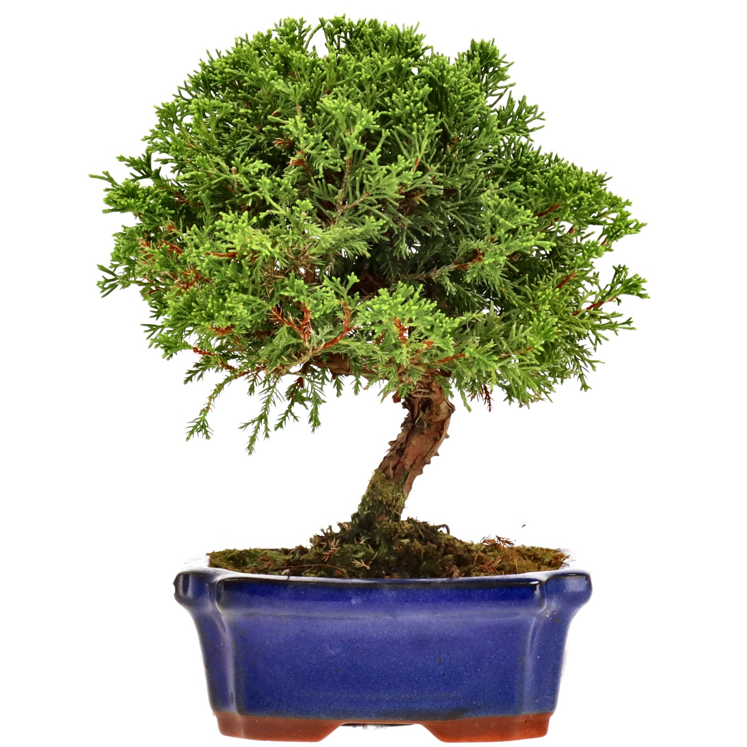 Chin. Wacholder, ca. 10 J. (20 cm)