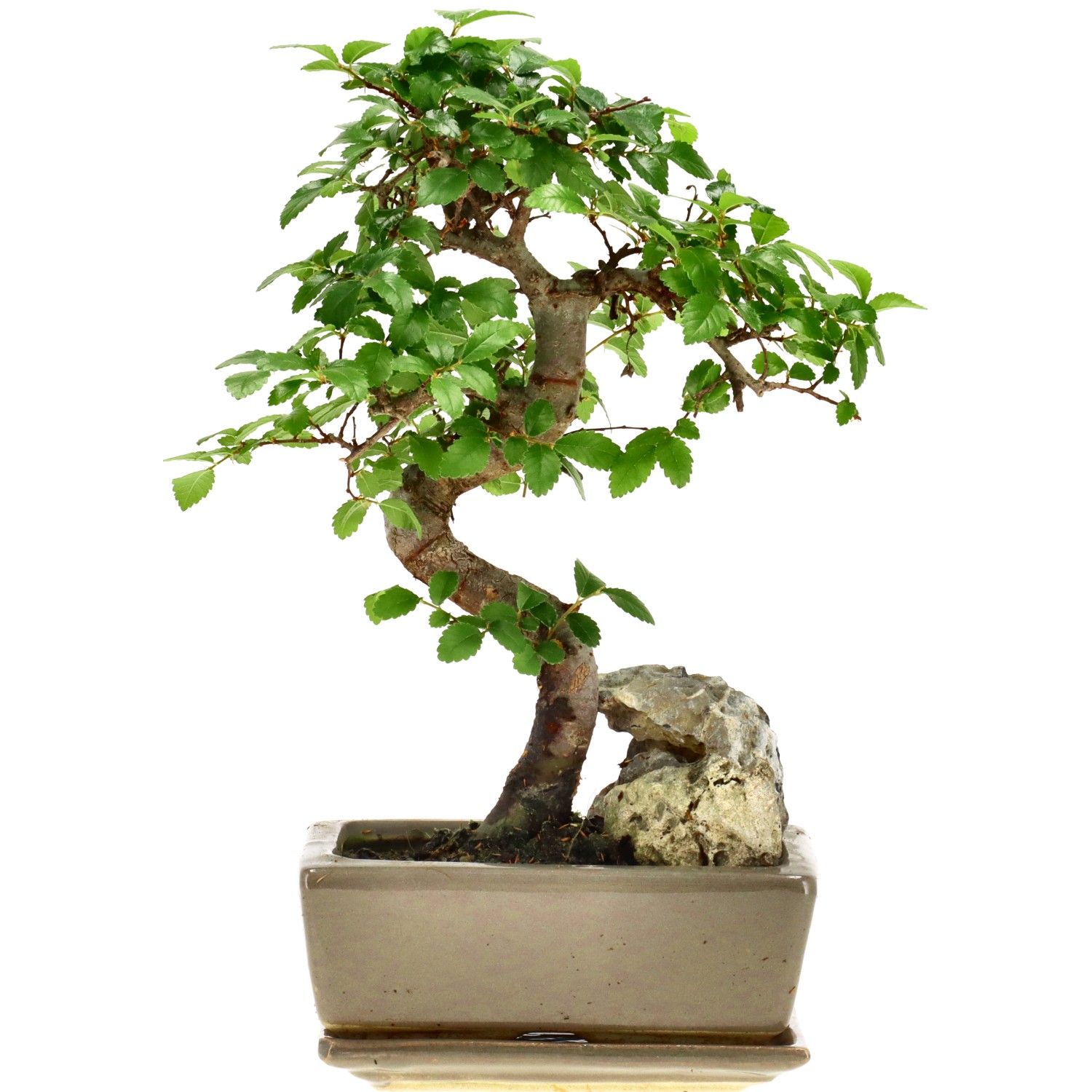 Olmo chino, aprox. 8 años (24 cm)