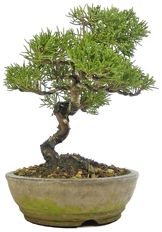 bonsai.fallbackImageTitle bonsai.fallbackImageTitle