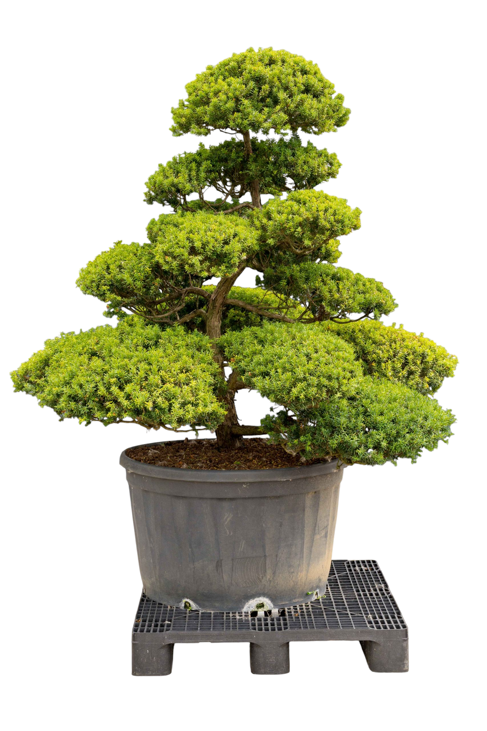 bonsai.fallbackImageTitle