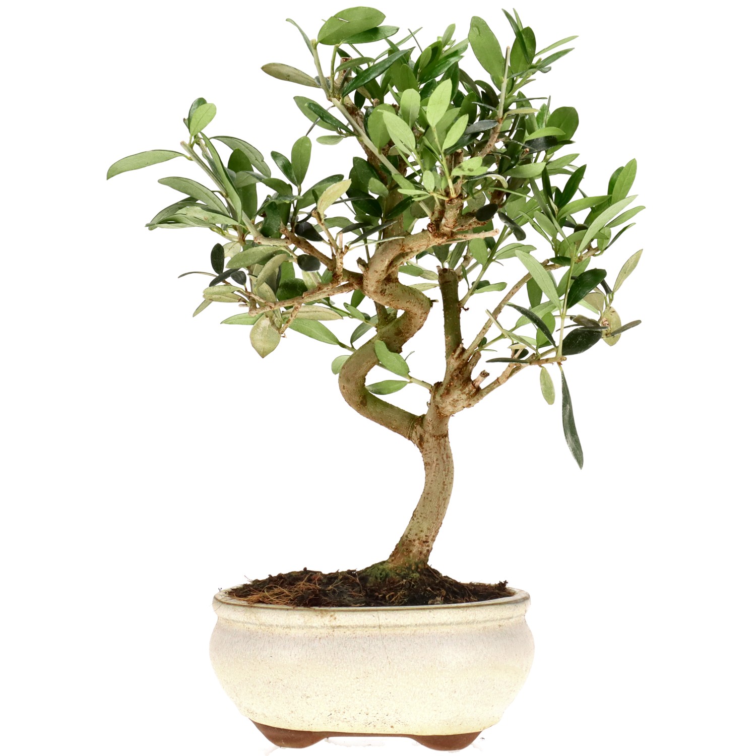 Olive, ca. 9 J. (27 cm)