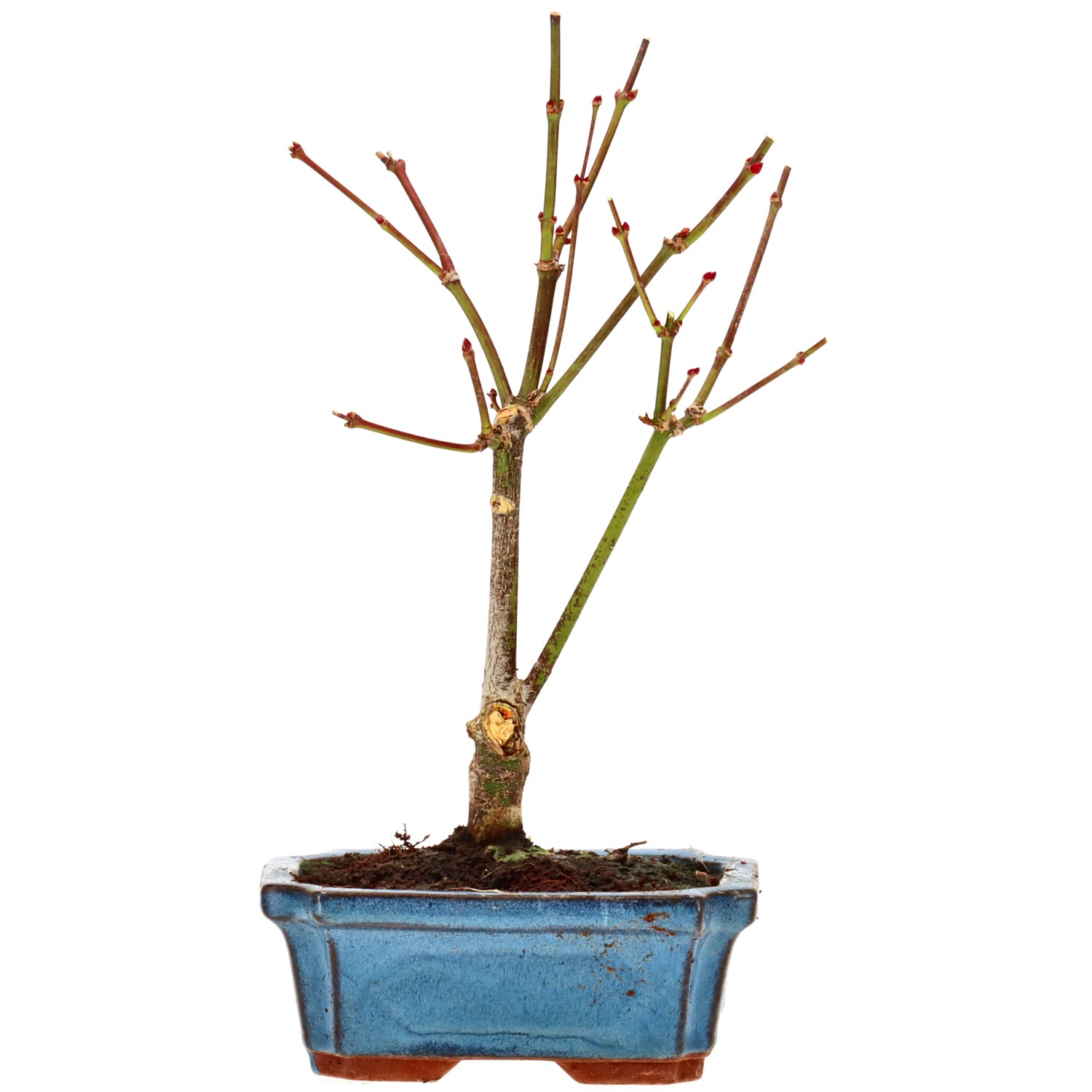 Jap. Fächerahorn (Atropurpureum), ca. 7 J. (26 cm)