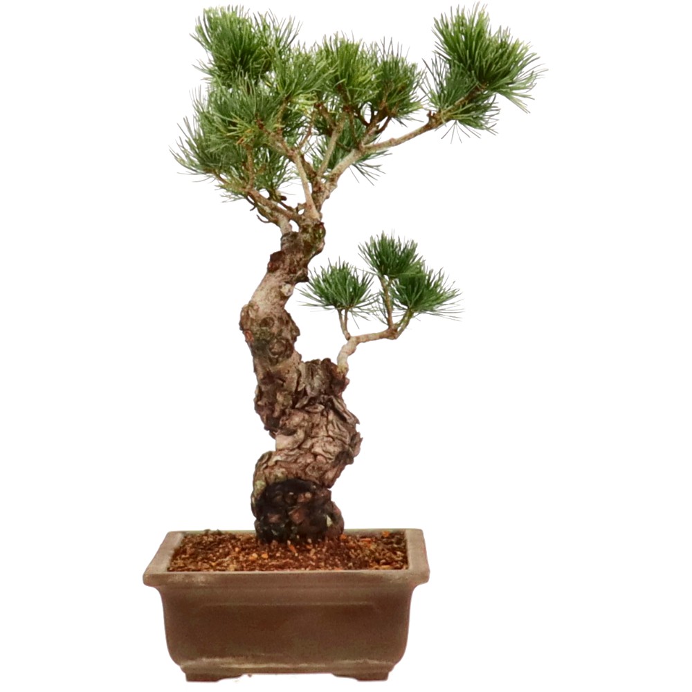 bonsai.fallbackImageTitle bonsai.fallbackImageTitle