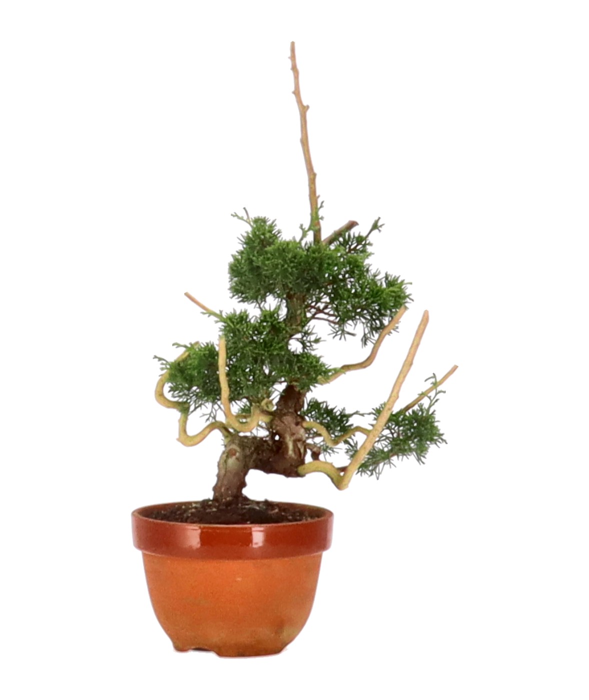 bonsai.fallbackImageTitle bonsai.fallbackImageTitle