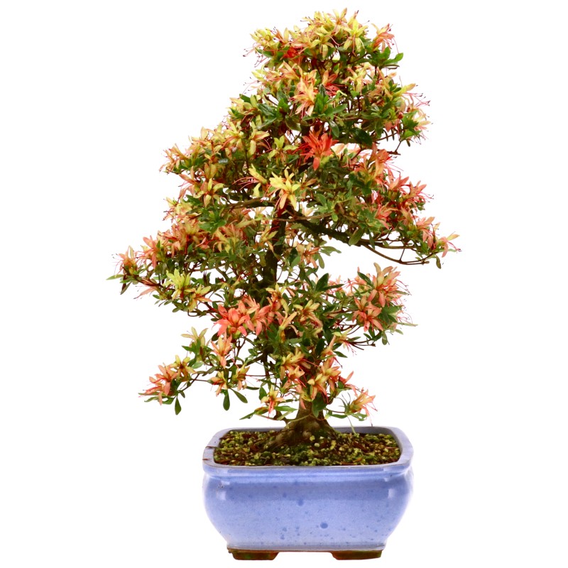 bonsai.fallbackImageTitle
