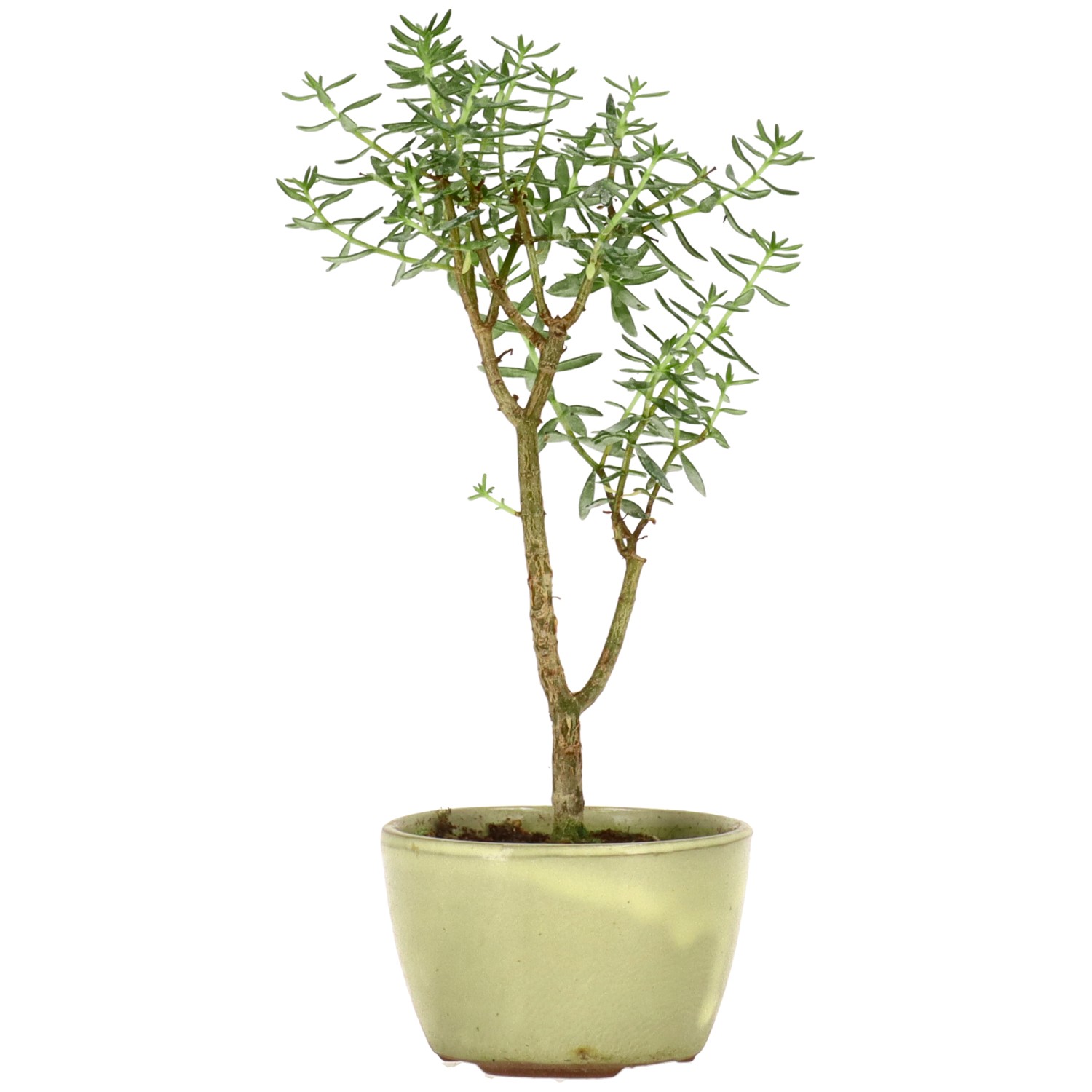 Albero di giada, ca. 2 anni (17 cm)