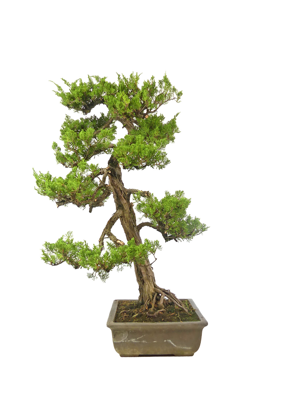 bonsai.fallbackImageTitle bonsai.fallbackImageTitle