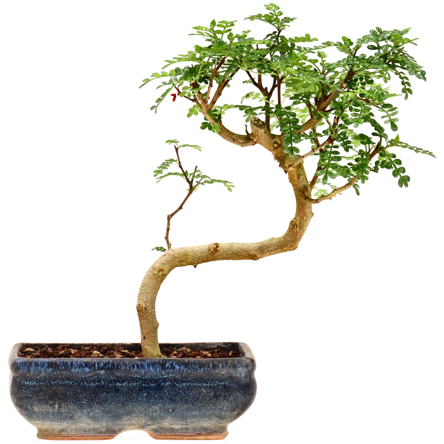 Japanse peperboom, ca. 9 j. (25 cm)