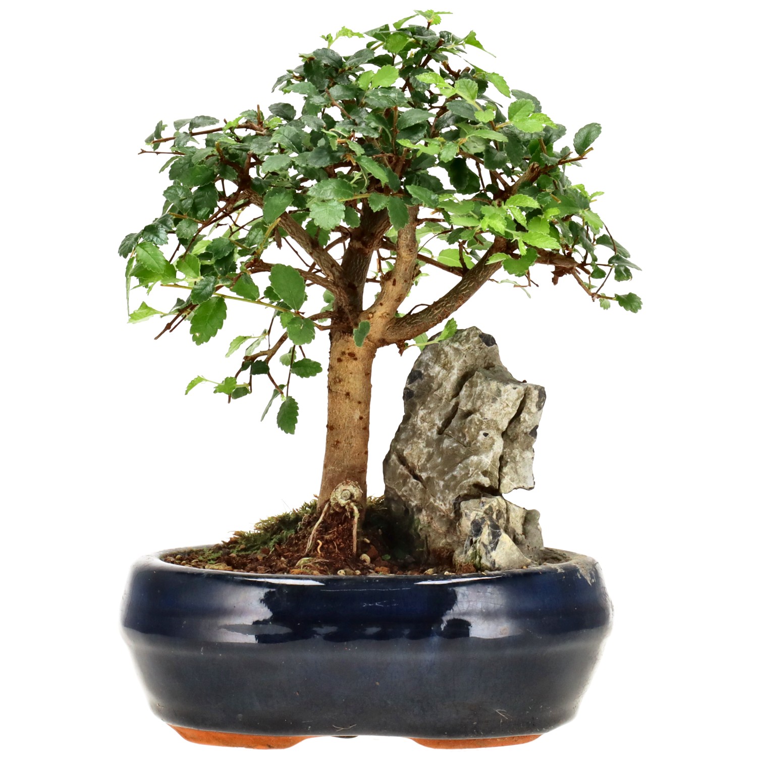 Orme de Chine, env. 6 ans (17 cm)