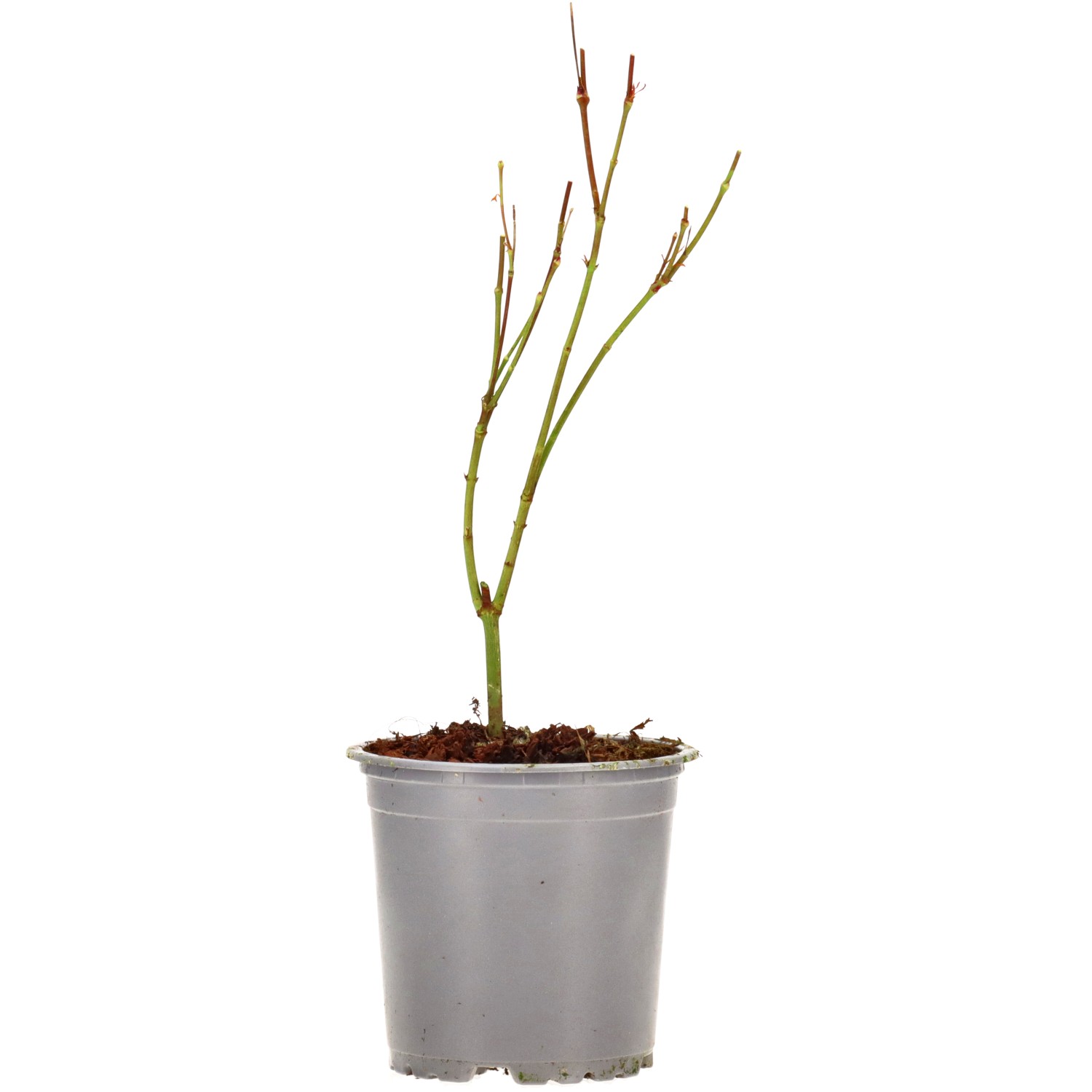 Arce palmado (Sangokaku), aprox. 3 años (15-30 cm)