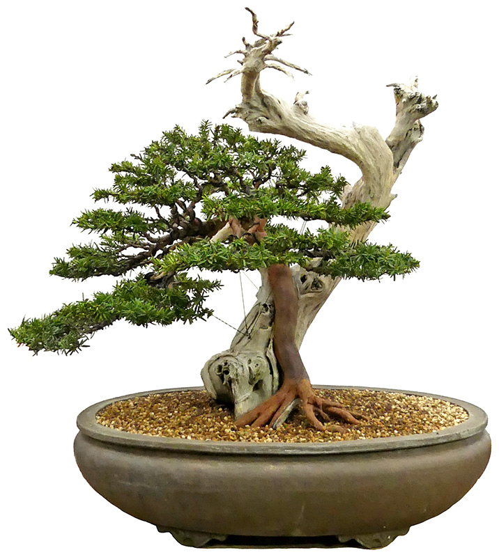 Jap. Eibe, ca. 60 J. (64 cm) Schale hat einen Riss