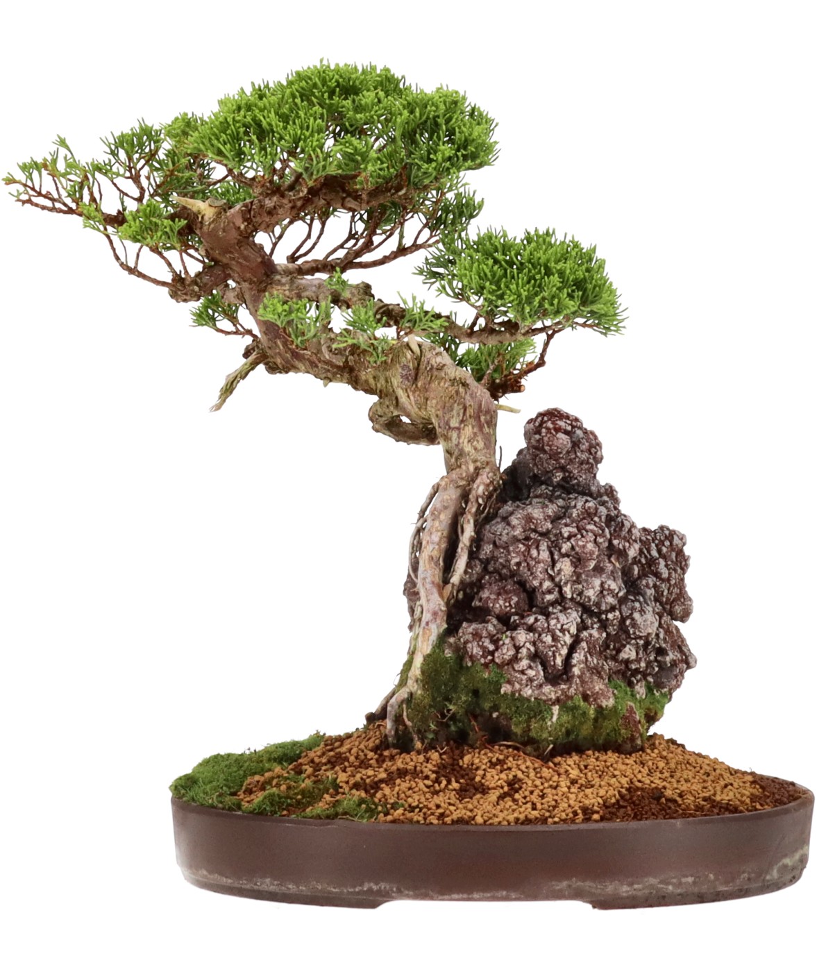 bonsai.fallbackImageTitle bonsai.fallbackImageTitle