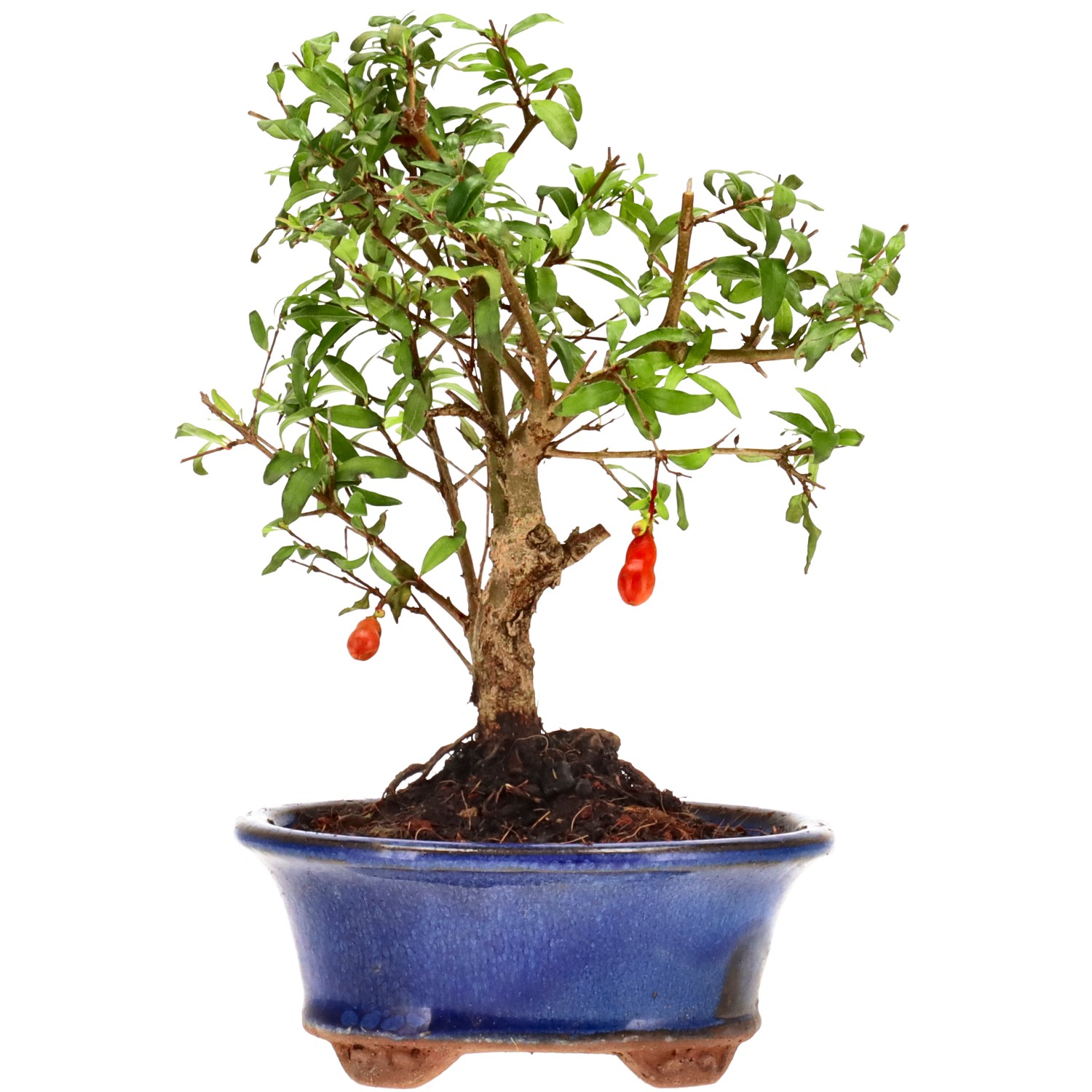 Granatapfel, ca. 7 J. (18 cm)