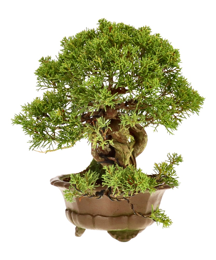 bonsai.fallbackImageTitle bonsai.fallbackImageTitle