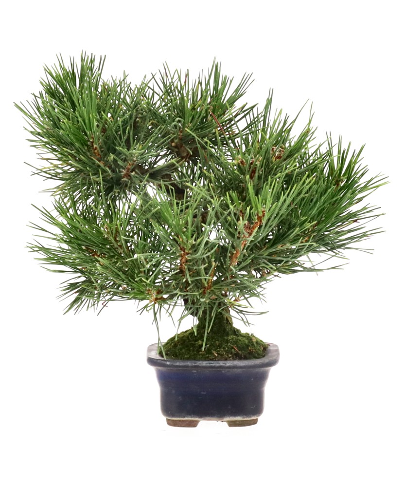 bonsai.fallbackImageTitle bonsai.fallbackImageTitle