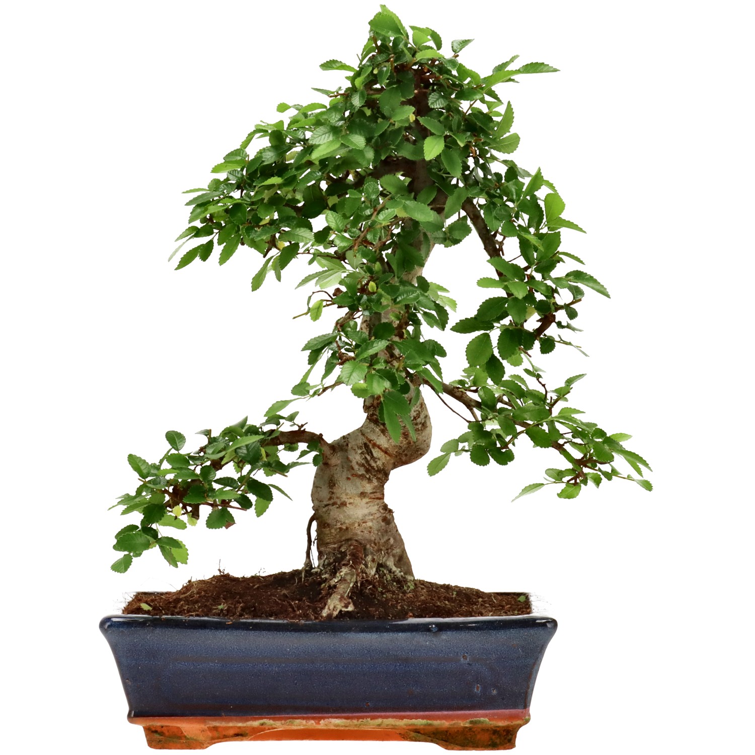 Chin. Ulme, ca. 12 J. (33 cm)