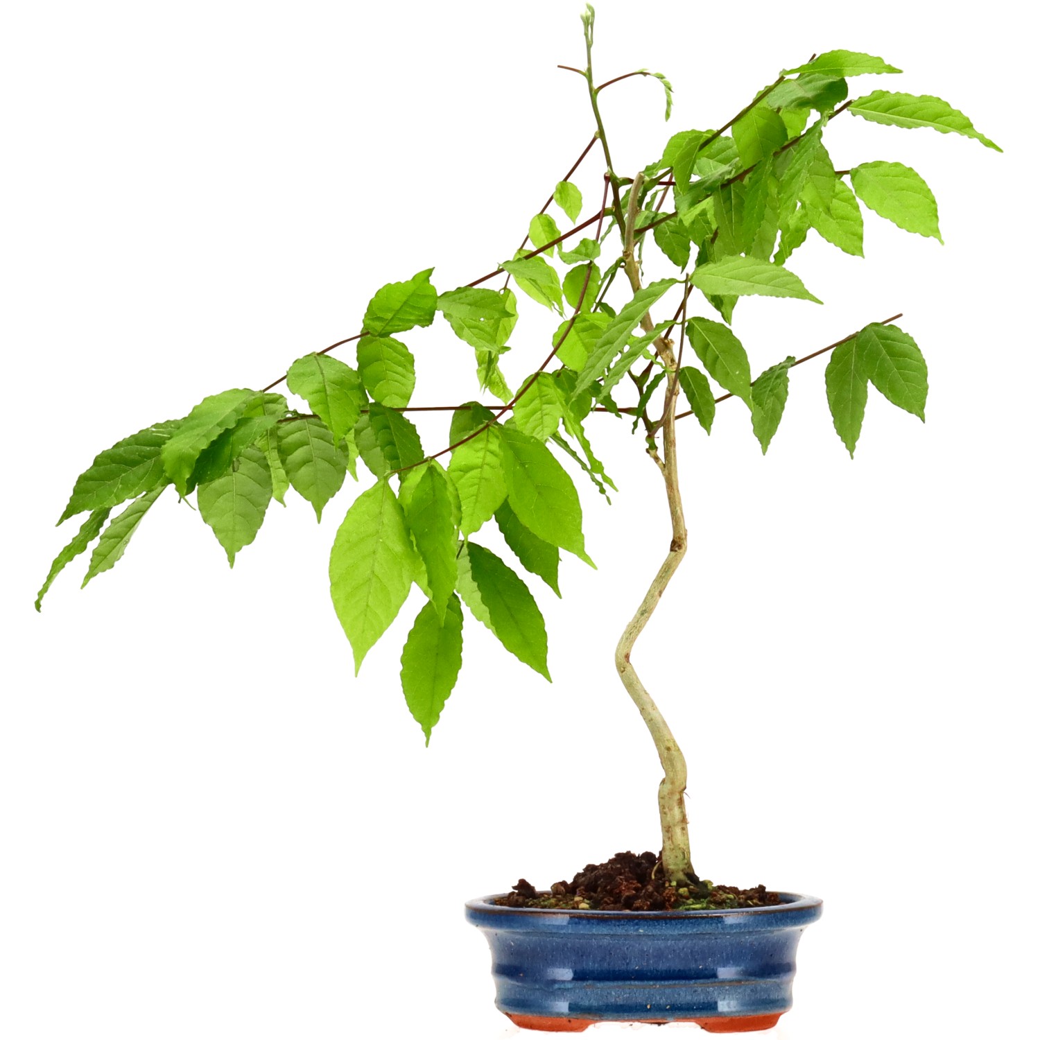 Blauregen, ca. 5 J. (38 cm)