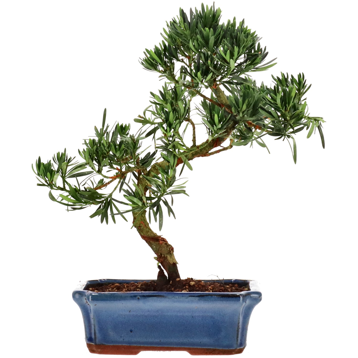 Chin. Steineibe, ca. 12 J. (34 cm)