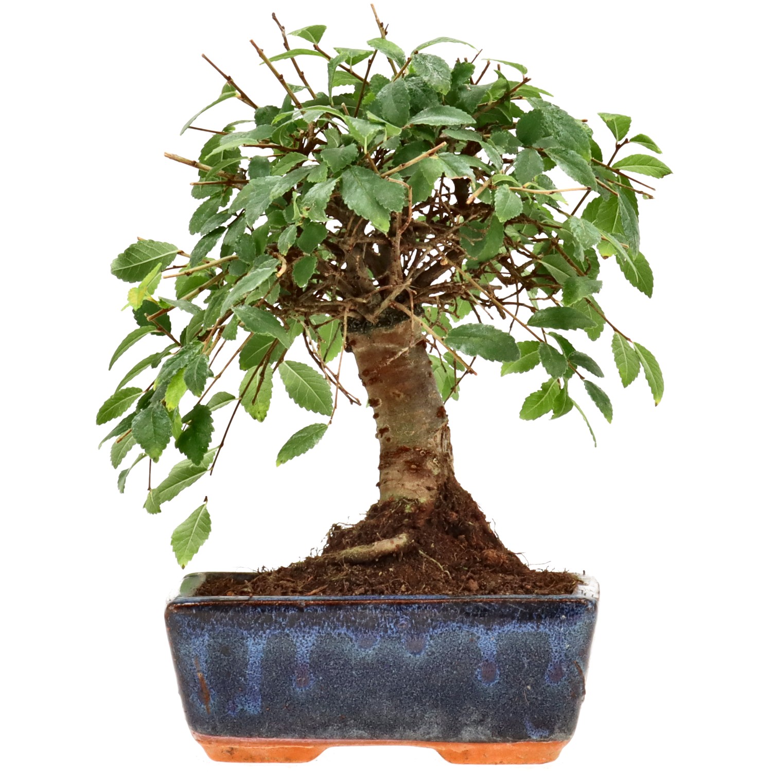 Orme de Chine, env. 7 ans (20 cm)