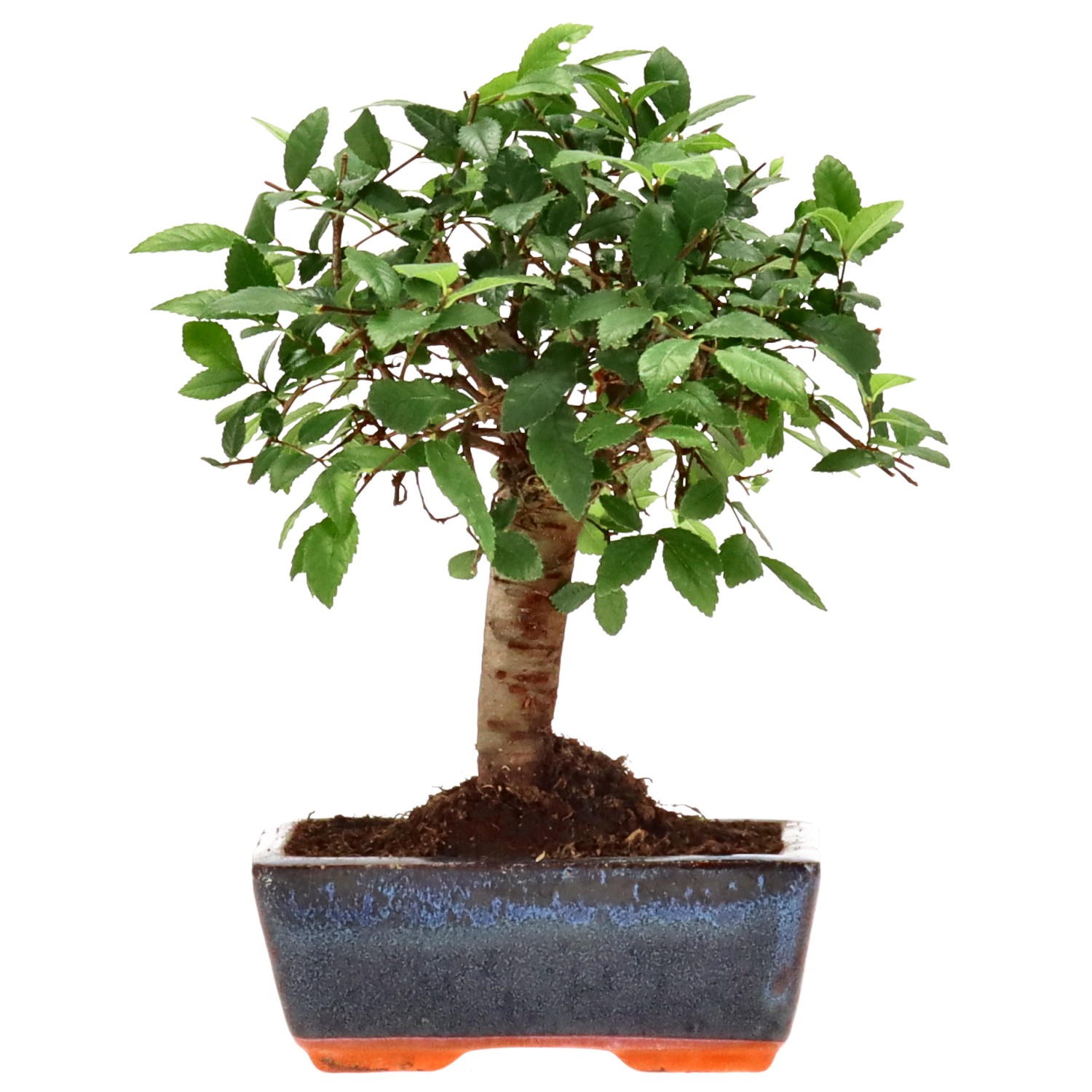 Orme de Chine, env. 7 ans (20 cm)