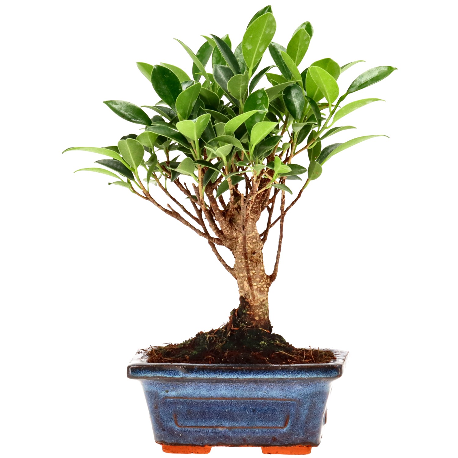Ficus Retusa, aprox. 5 años (16 cm)