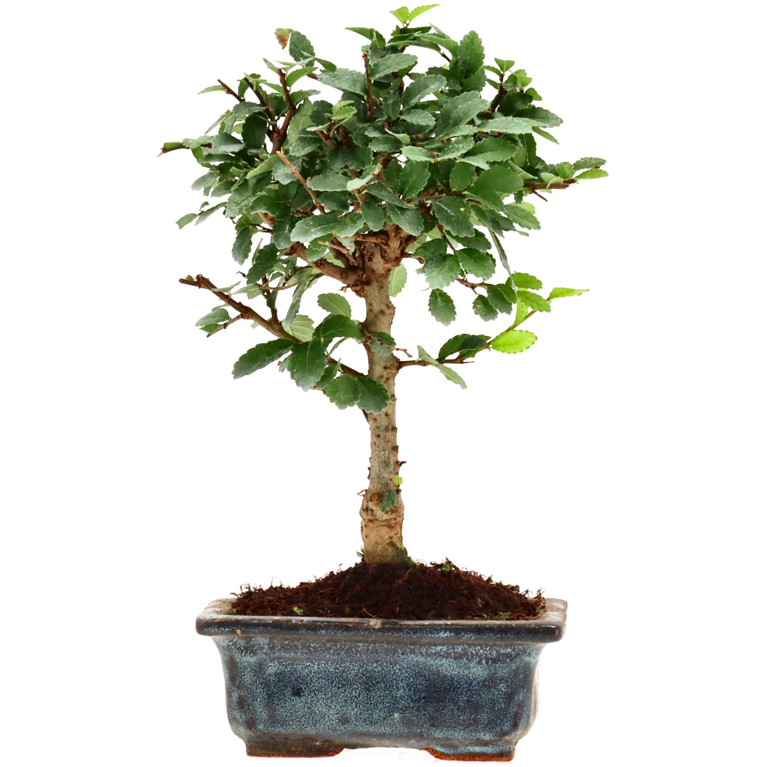 Chinese elm, approx. 6 y. (20 cm)