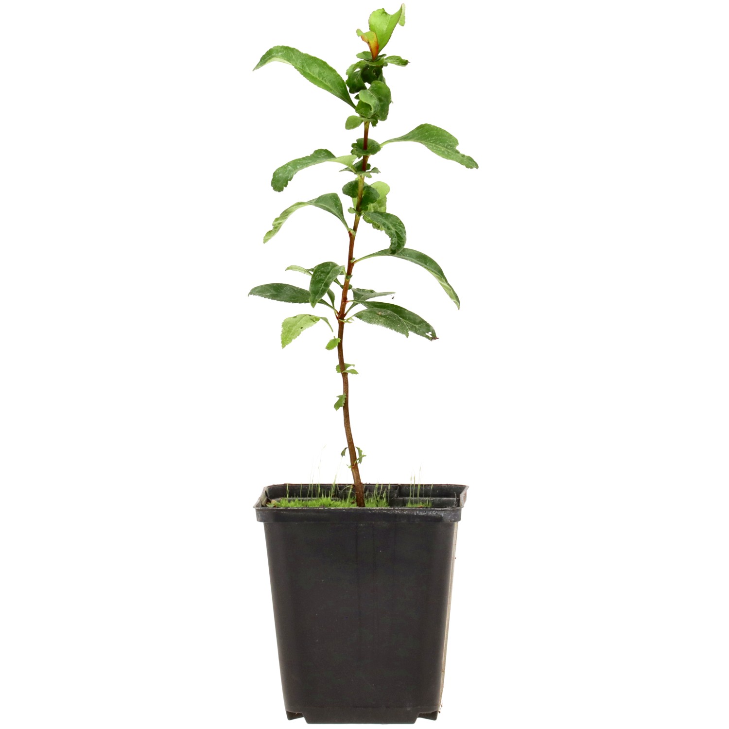 Zierquitte, ca. 1 Jahr  (15-25 cm)
