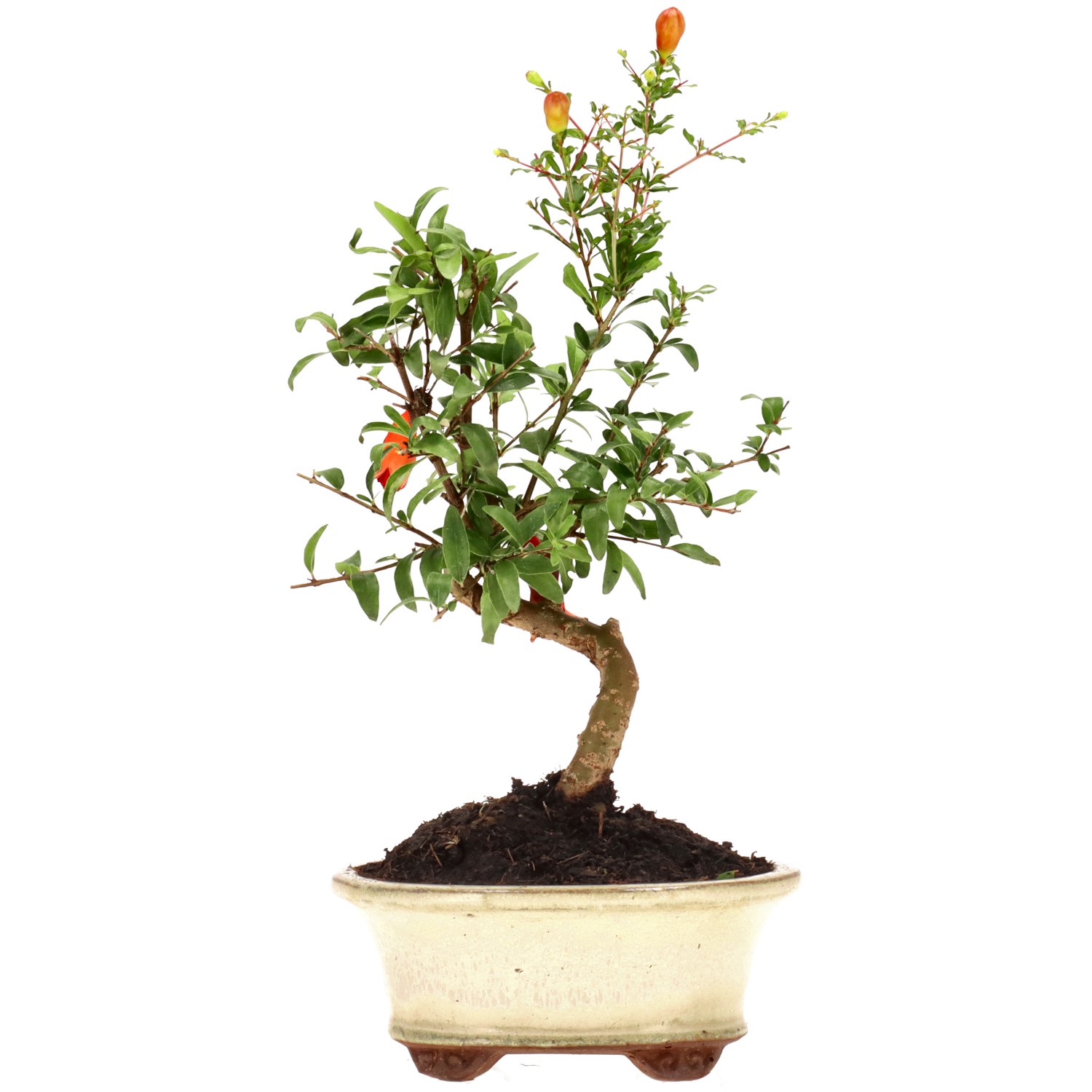 Pomegranate, approx. 7 y. (22 cm)