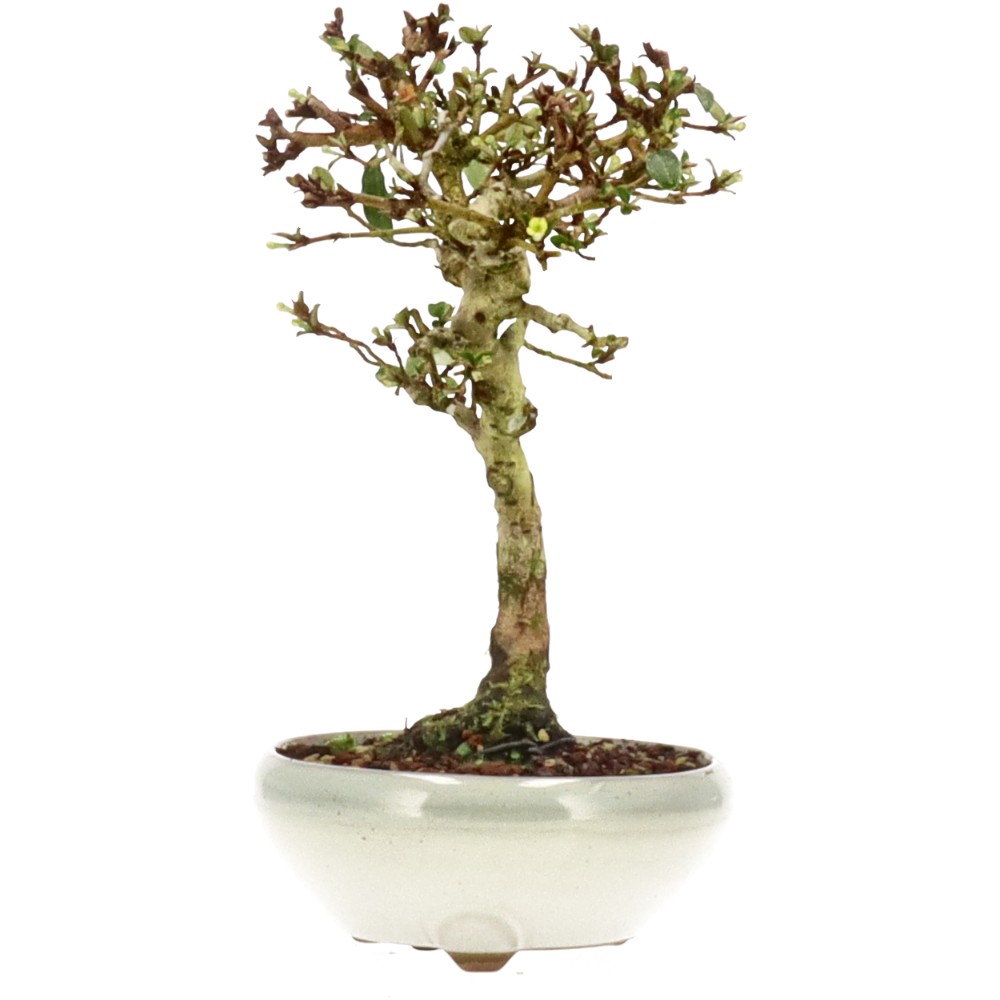 bonsai.fallbackImageTitle bonsai.fallbackImageTitle