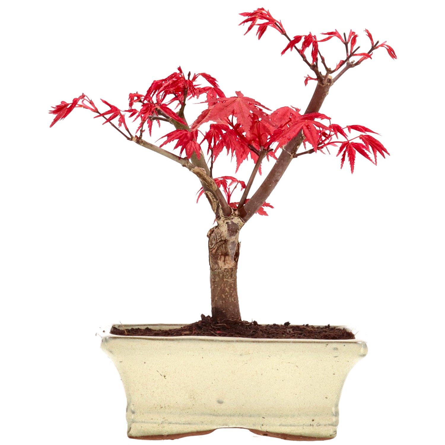 Acero palmato (Deshojo), innestato, ca. 7 anni (17 cm)