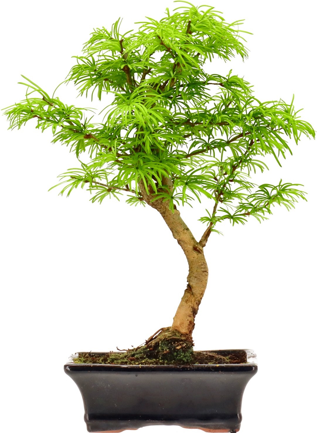 [N013] Goldlärche, ca. 10 Jahre