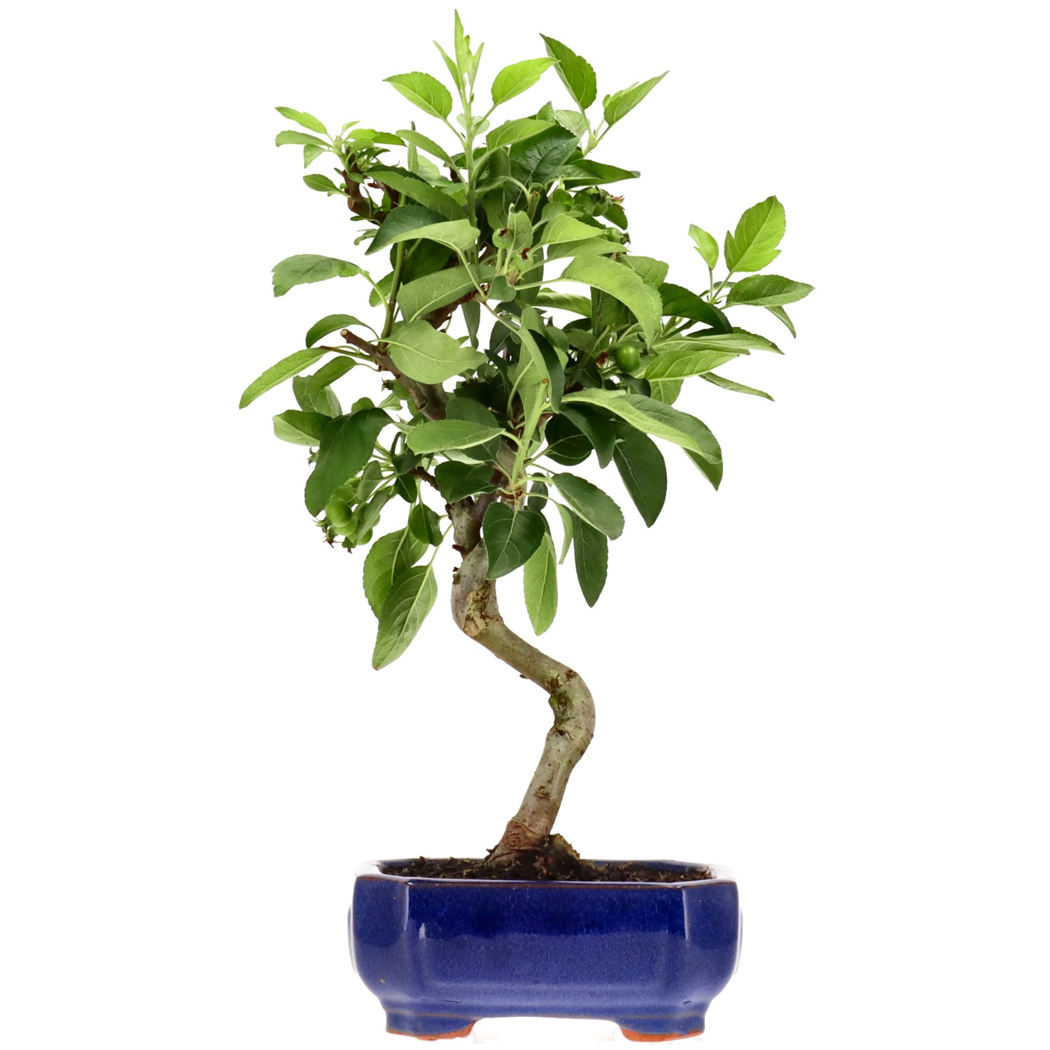 Zierapfel, ca. 8 J. (34 cm)