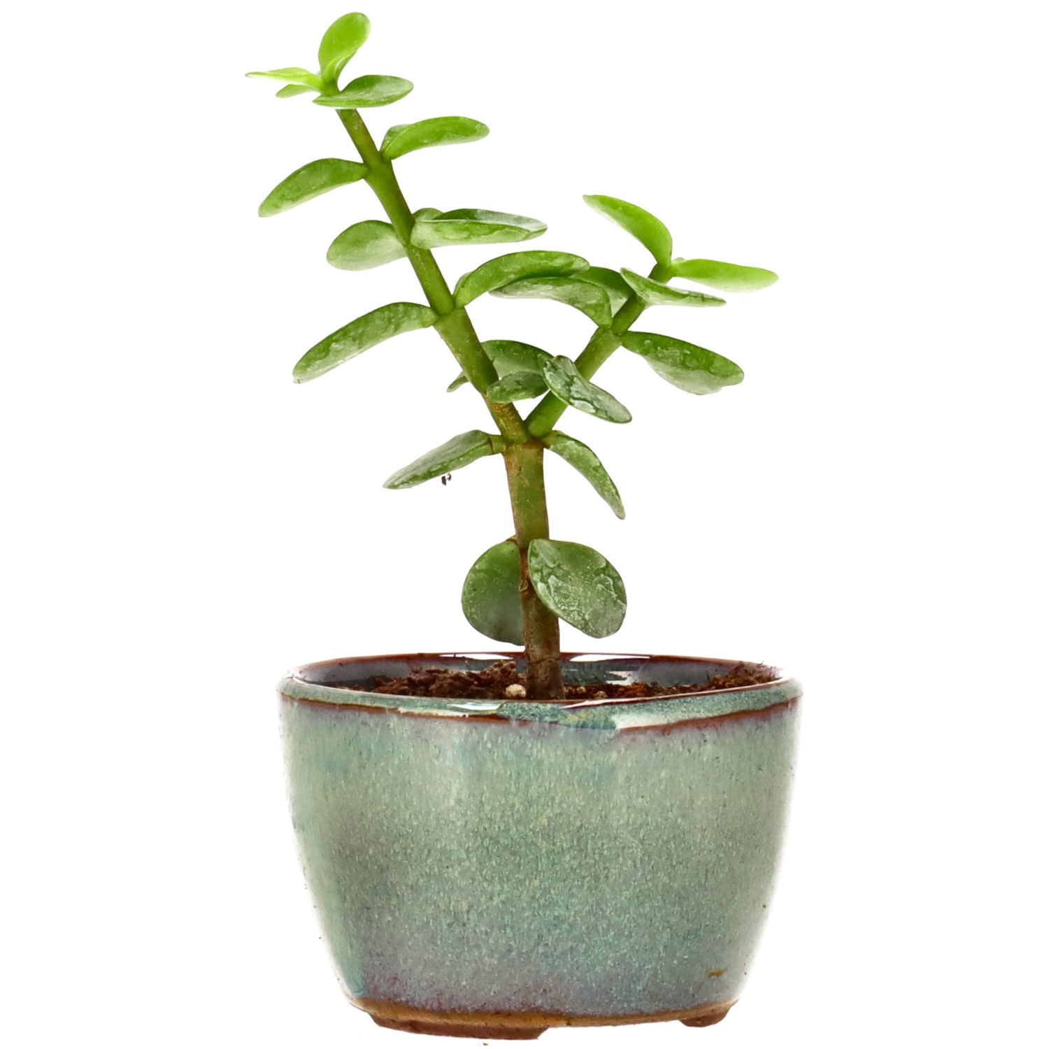 Cespuglio di Elefante, ca. 1 anni (10 cm)