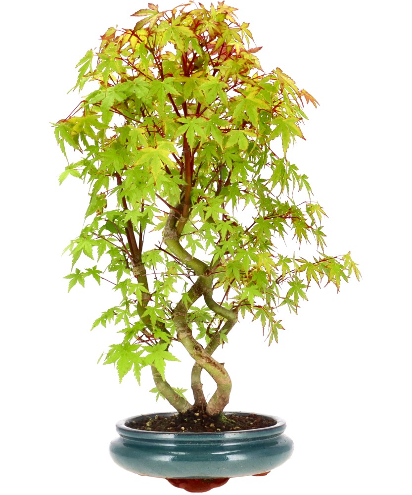 bonsai.fallbackImageTitle bonsai.fallbackImageTitle