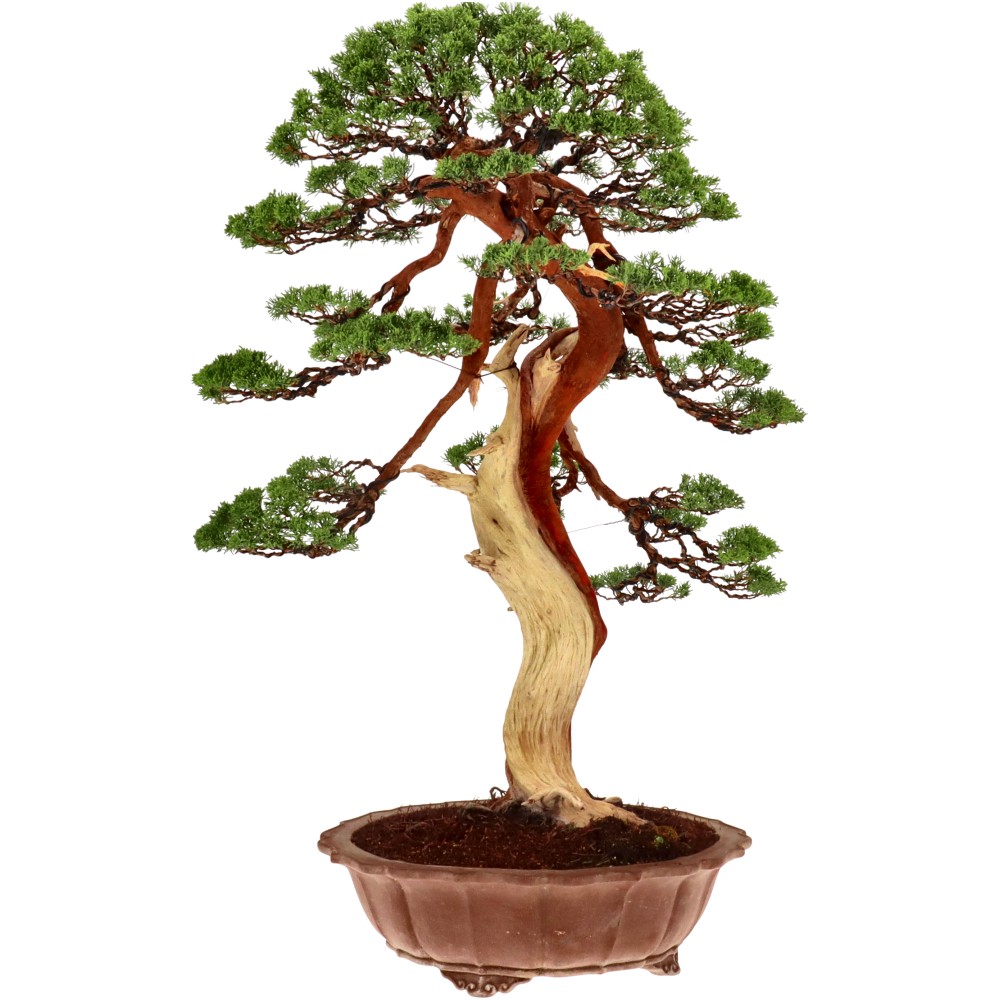 bonsai.fallbackImageTitle