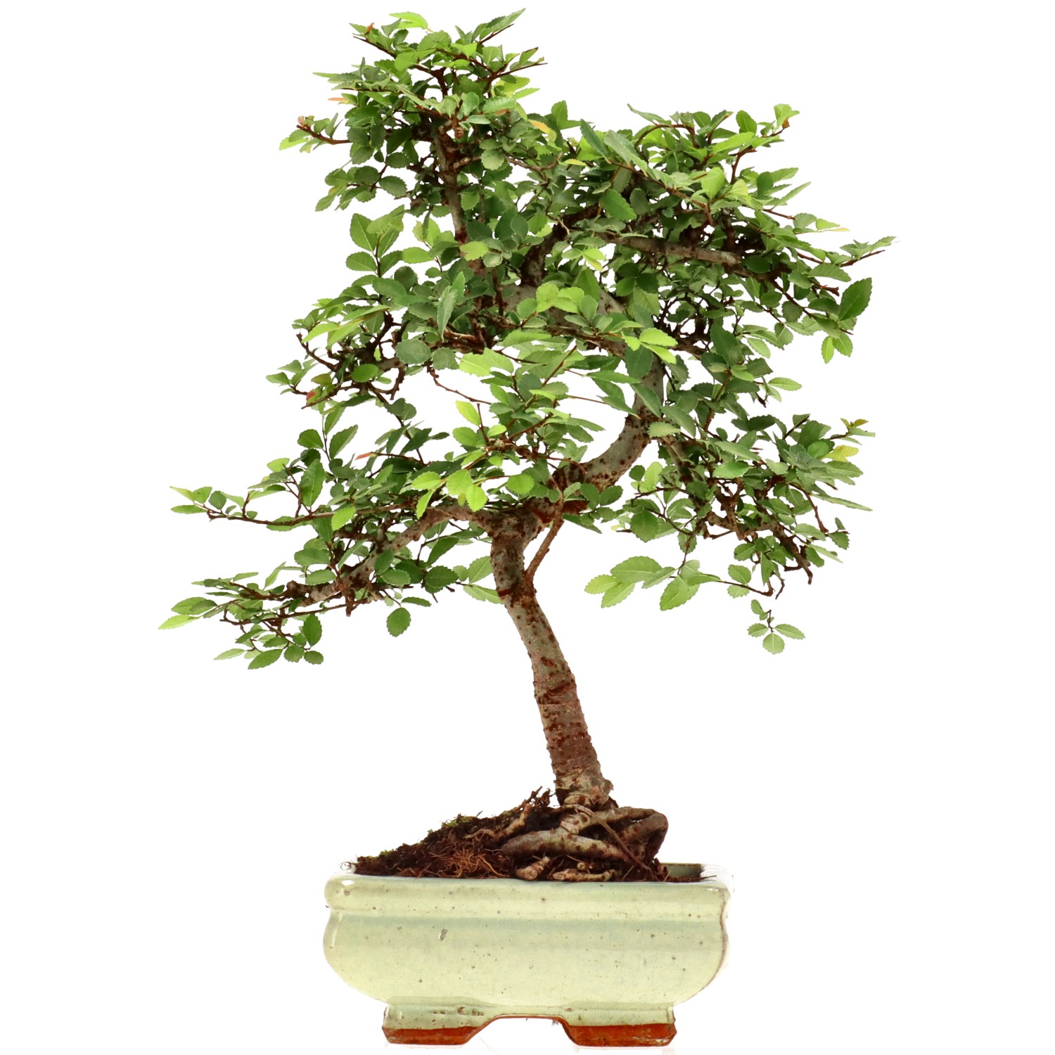 Olmo chino, aprox. 7 años (30 cm)