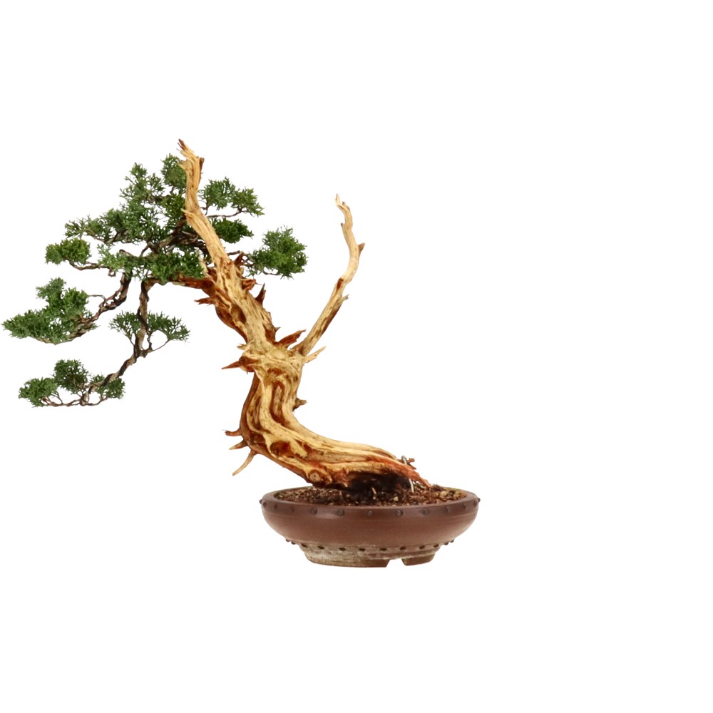 bonsai.fallbackImageTitle