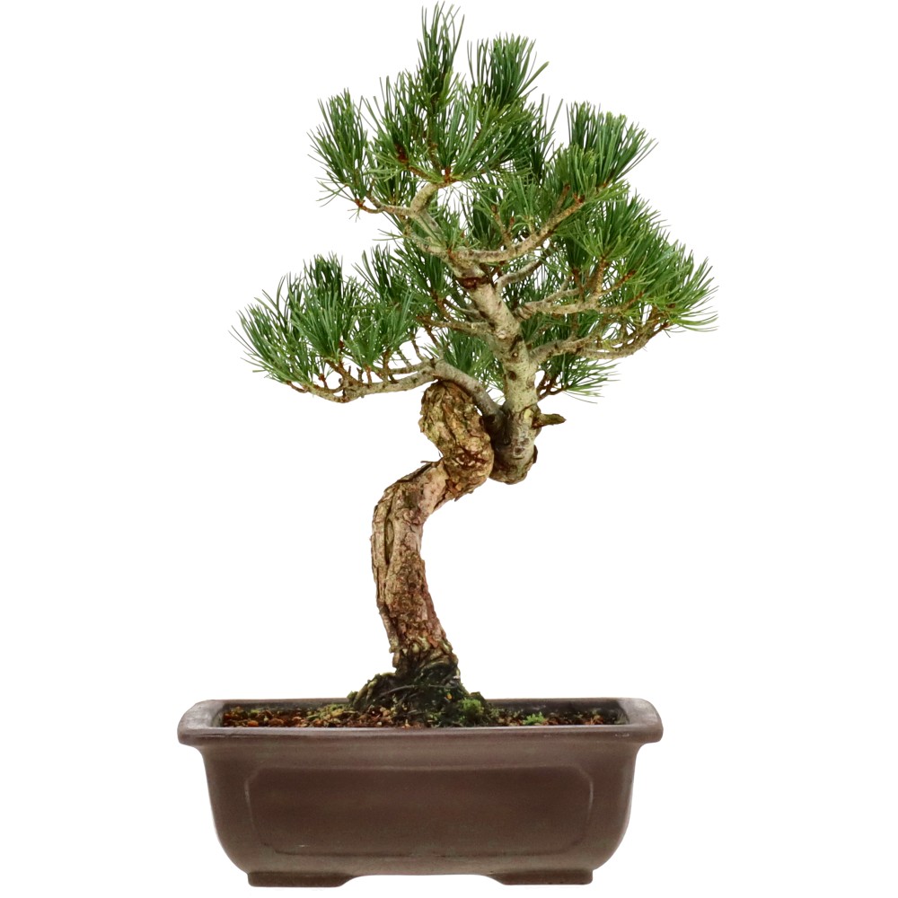 Mädchenkiefer, ca. 14 J. (33 cm)