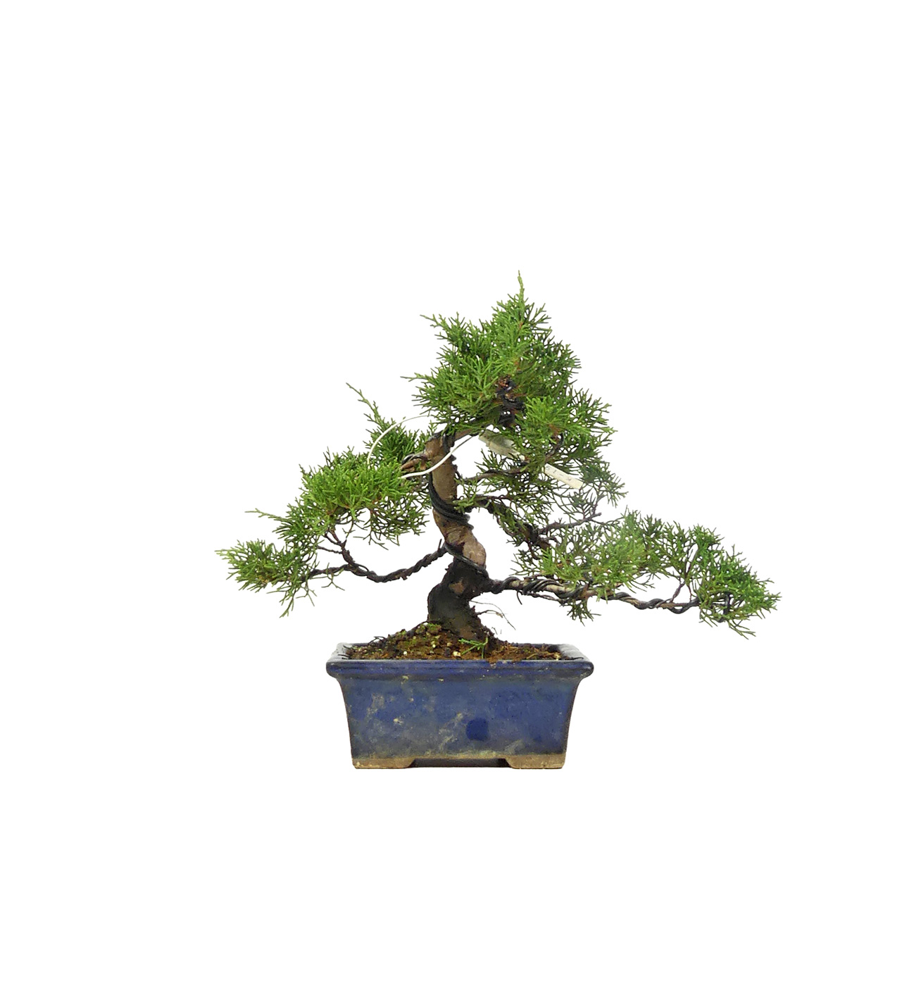 Chin. Wacholder, ca. 14 Jahre (19 cm)