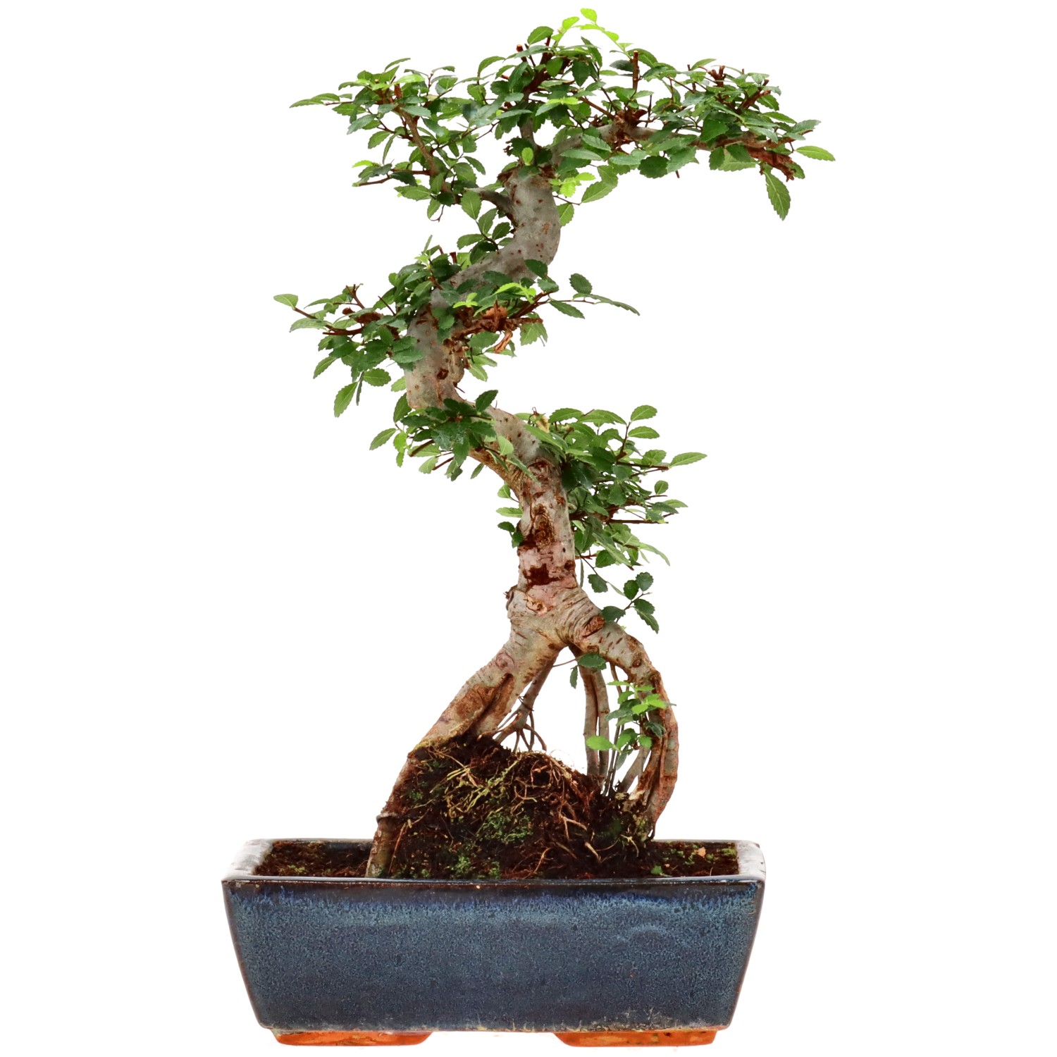 Olmo cinese, ca. 12 anni (37 cm)