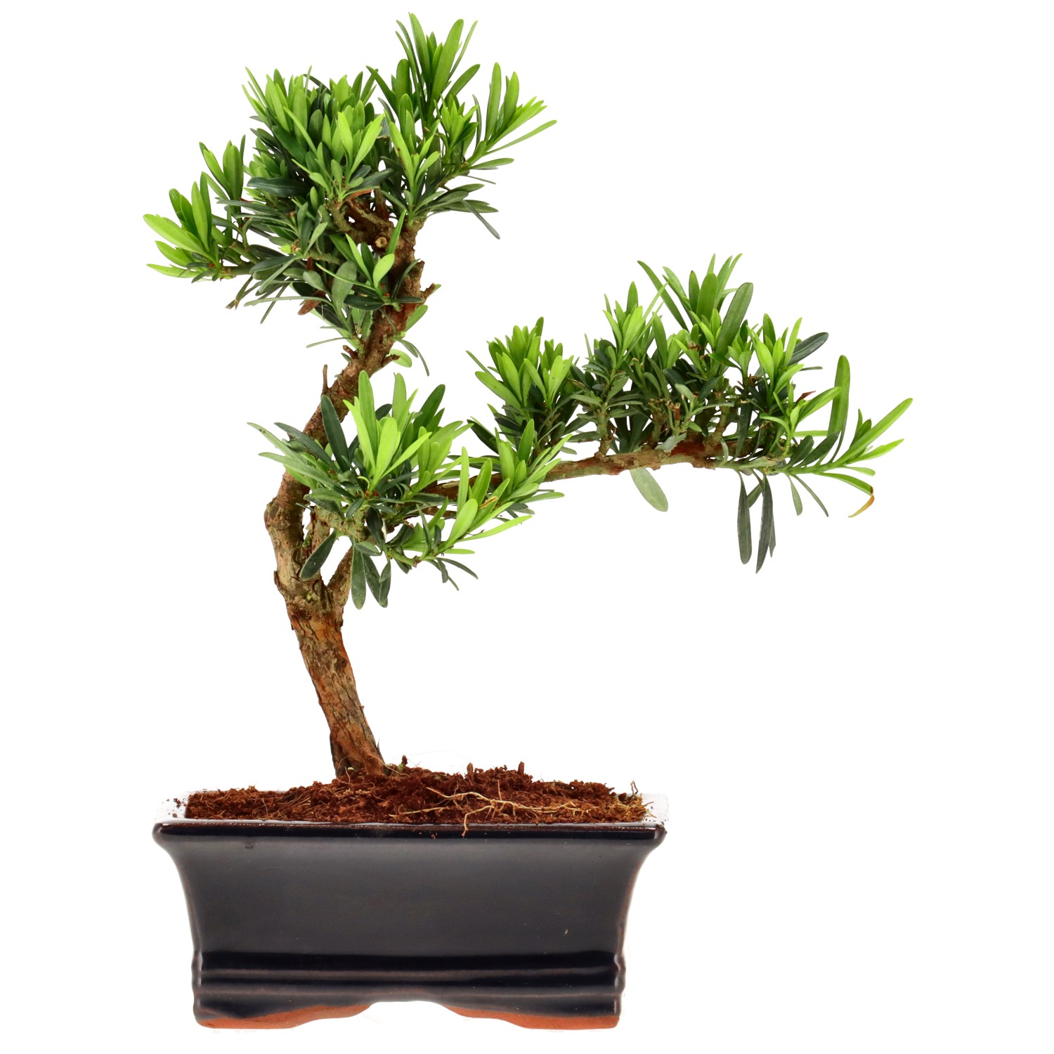 Pin de bouddhistes, env. 7 ans (22 cm)