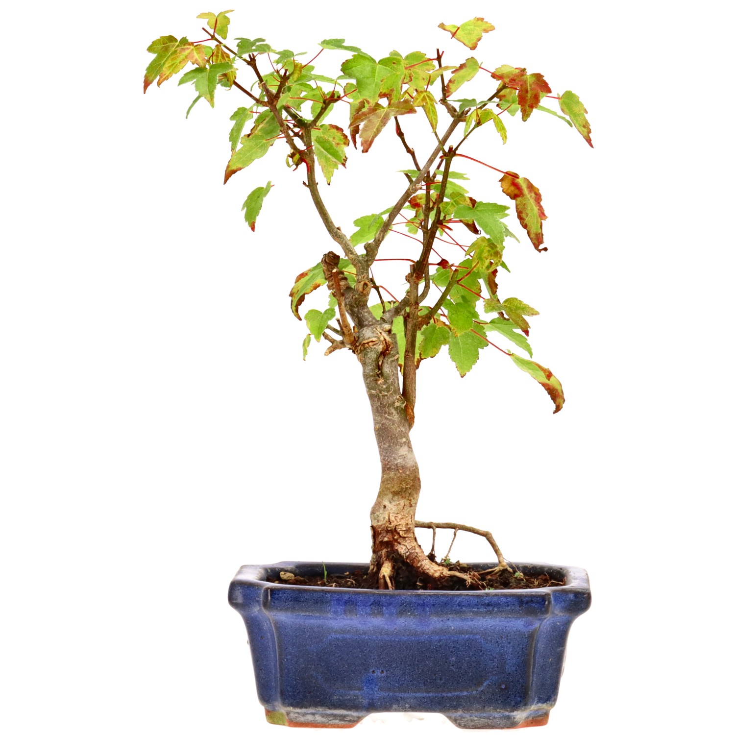 Trident Maple, approx. 6 y. (21 cm)