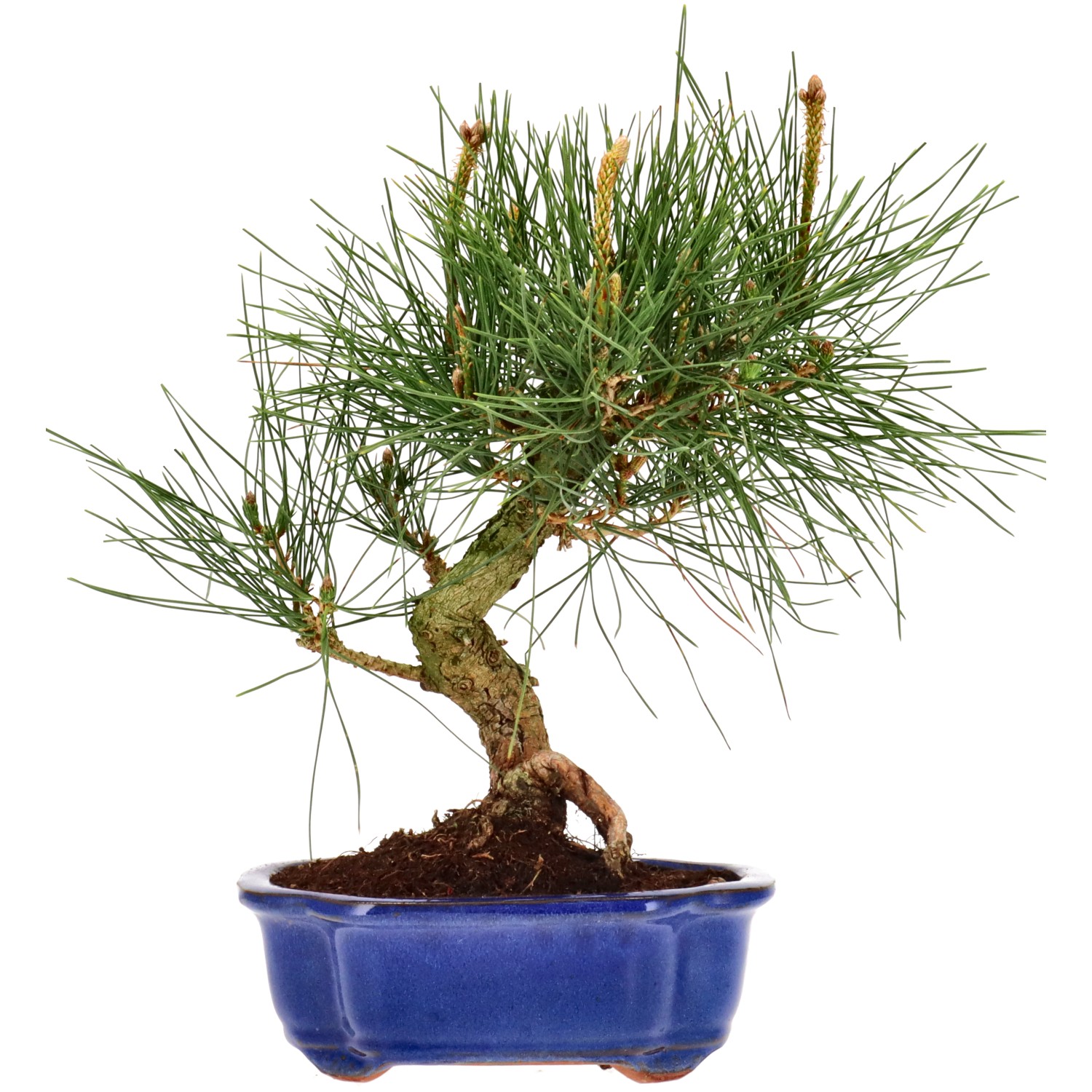 Jap. Schwarzkiefer, ca. 12 J. (32 cm)