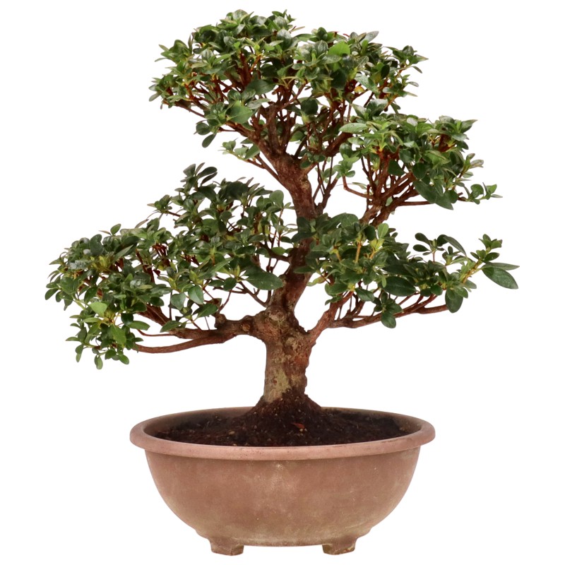 Jap. Azalee, ca. 16 J. (41 cm) 'Oniji'
Schale aus Kunststoff