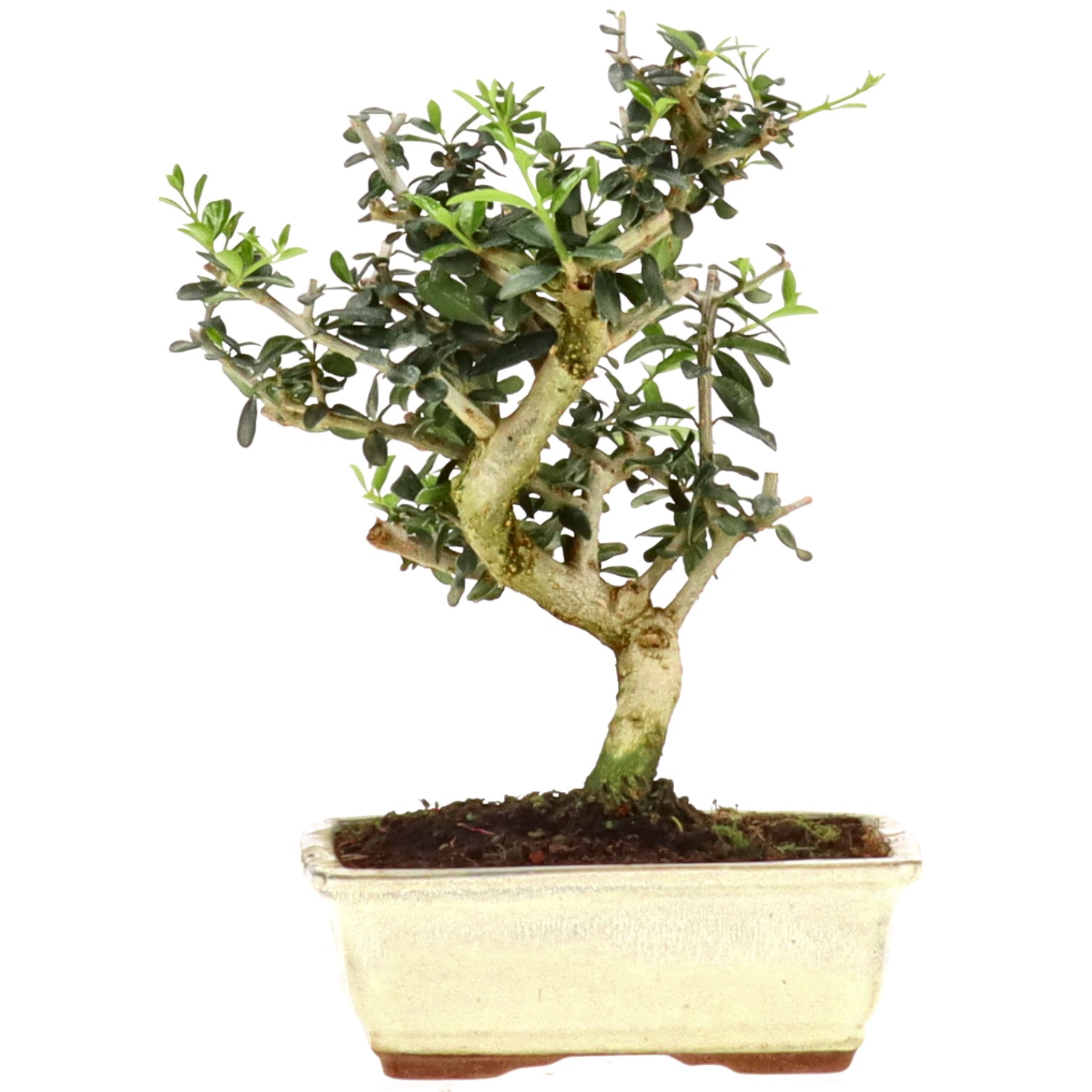 Wildolive, ca. 7 J. (22 cm)