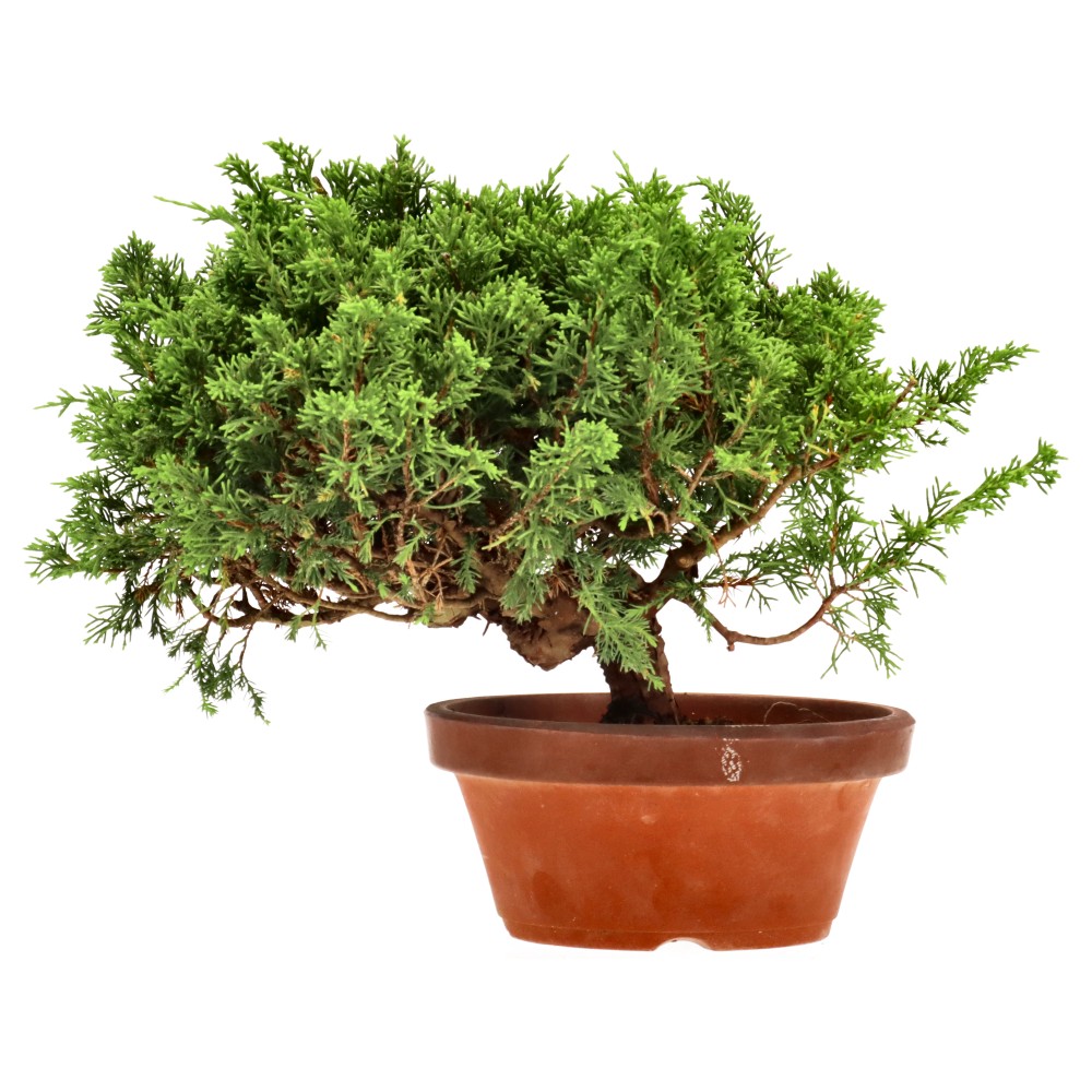 Genévrier de Chine, env. 20 ans (25 cm)
